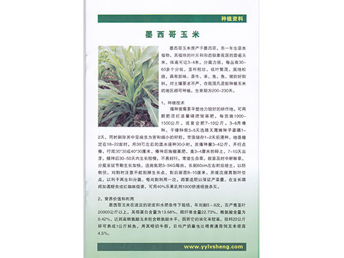 墨西哥玉米种植资料