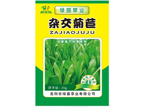 杂交菊苣
