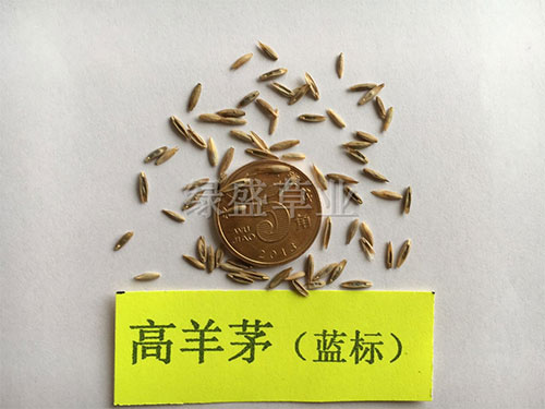 高羊茅（蓝标）