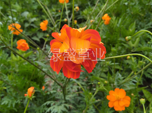 硫华菊