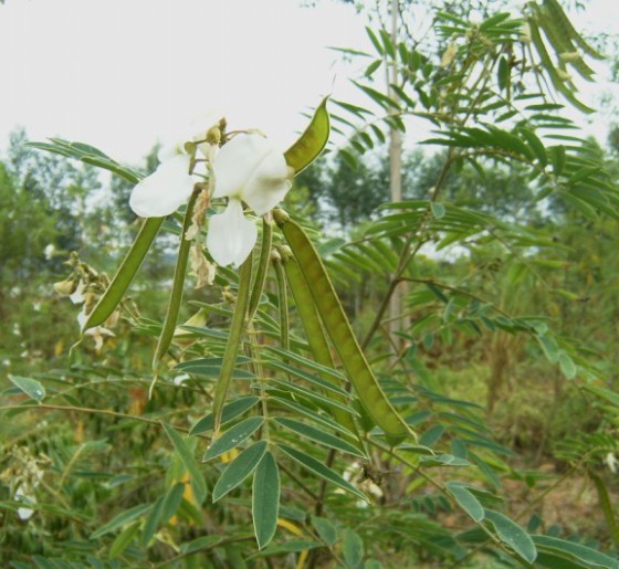 山毛豆